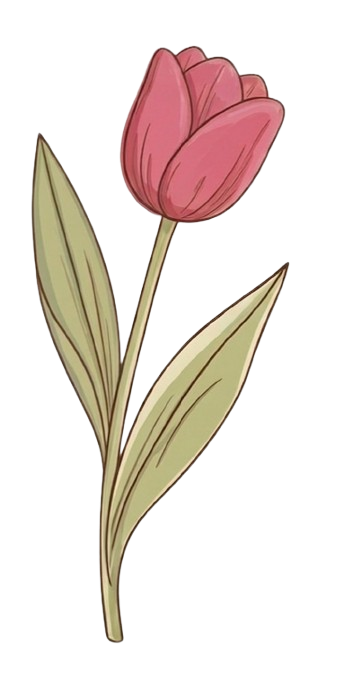 pink tulip