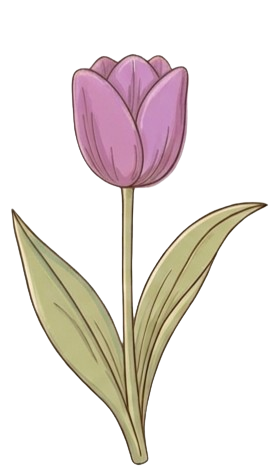 purple tulip